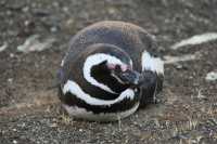 65 Pingouin de Magellan