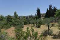 82 Ein Karim, dans la montagne de Judée (Monastère russe)