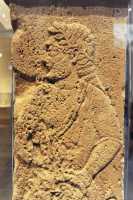 106 Homme conduisant une chèvre pour un sacrifice - Pilier de calcaire (± 540)