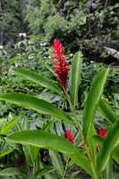 035 Fleur (Alpinia ou Opui rouge)