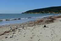 42 Mouettes sur le sable