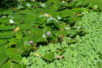 042 Nénuphars - Grotte Teanateatea