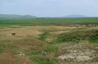 604 Troupeau et levées de terre dans le lointain