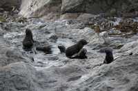012 Otaries - Ohau Point Seal Colony