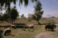 072 (Nippur moutons)