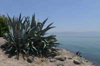 83 Le rivage du lac à Capharnaüm près de la maison de Pierre