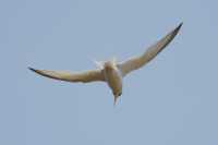 46 Hirondelle de mer