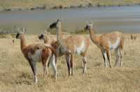 72 Guanacos & Lago azul B