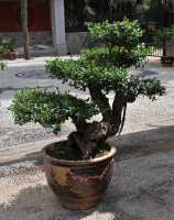 50 Bonsai