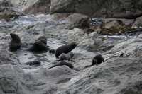 013 Otaries - Ohau Point Seal Colony