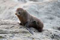 021 Otarie - Ohau Point Seal Colony