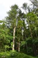 37 Conifères (Vallée d'Opunohu)