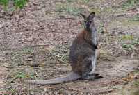 13 Wallaby