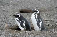 90 Pingouins