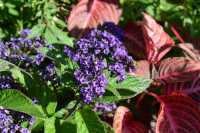 91 Jardin des plantes