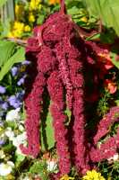 82 Jardin des plantes