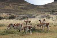 088 guanacos