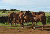 17 Chevaux - Te Pito Kura