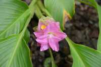 51 Native Ginger (Curcuma australasica)