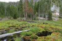 13 Mousse près de Gibbon River