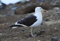 38 Goéland dominicain