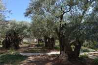 16 Oliviers millénaires