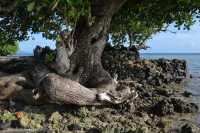 129 Marae Hauviri (Taputapuatea)