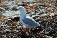 105 Mouette scopuline