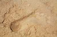 131 Choqa Zanbil - pied *