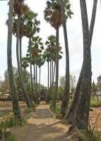 33-Allée-cocotiers *