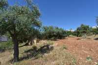 13 Les arbres de Manré