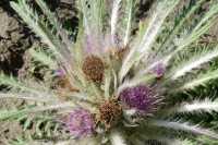 042 Chardon en fleurs B