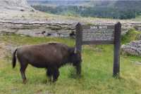 37 Soda Butte (Notice)