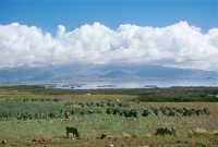 248 Lac Titicaca (Matin)