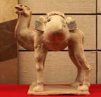 132 Chameau (Tang 618-907)
