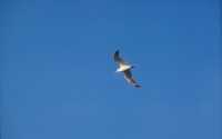 603 Mouette