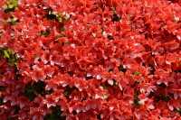 055 Château Nijo-jo (Parc)