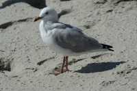 26 Mouette à Moeraki