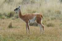 093 Guanaco