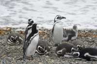 051 Pingouins - Seno Otway