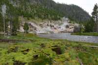 14 Mousse près de Gibbon River