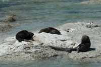 043 Otaries (lions de mer)
