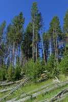 019 Prairie près de Mud Volcano