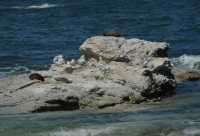 068 Otaries & mouettes - Kaikura B