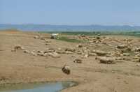 615 Korsabad - Troupeau