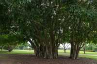 01 Bicentennial Park