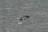 087 Dauphins d'Hector (céphalorhynques)