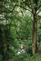 77 Gorges du Guiers Mort