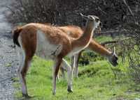 044 guanacos