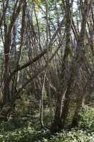 45 Forêt près du glacier Aguila